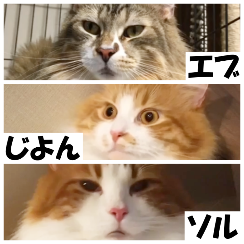 三山凌輝さんの愛猫たち(引用元:三山凌輝Instagram)