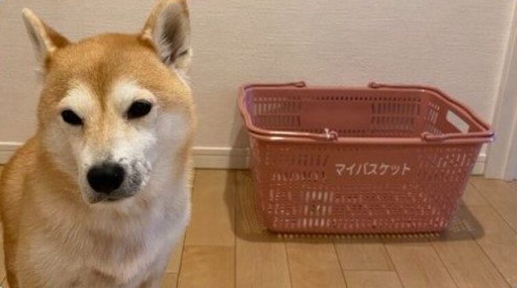 松岡昌弘さんの愛犬・姫ちゃん(引用元:中日スポーツ)