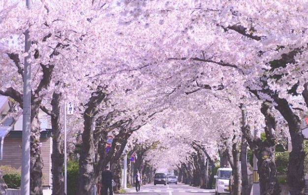 函館市松陰町の桜並木(引用元:Trip advisor)