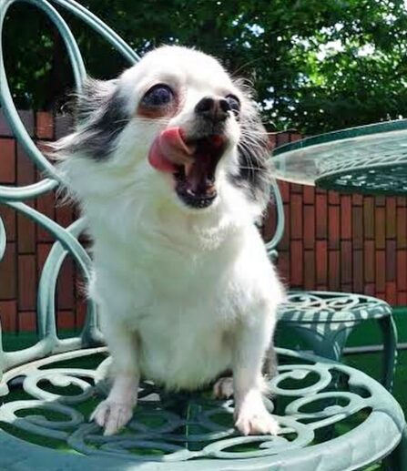 愛犬の太郎ちゃん　引用元：デヴィ夫人Instagram