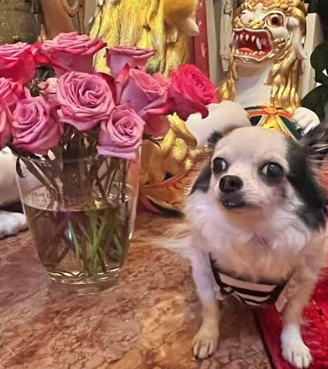 愛犬の太郎ちゃん　引用元：デヴィ夫人Instagram