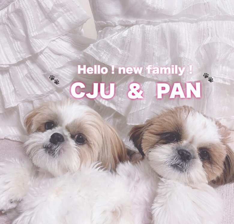 愛犬のしーじゅーとぱんちゃん
引用元：しーじゅー♡ぱんInstagram
