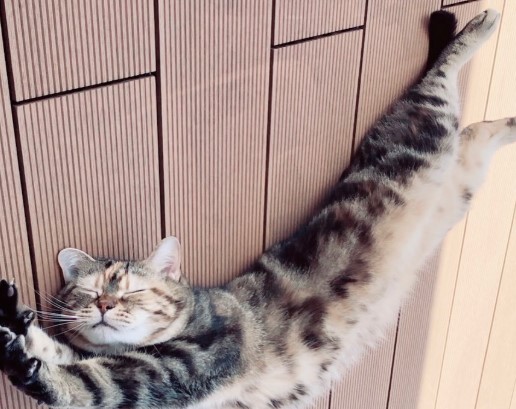 窪田正孝の猫ニコの画像